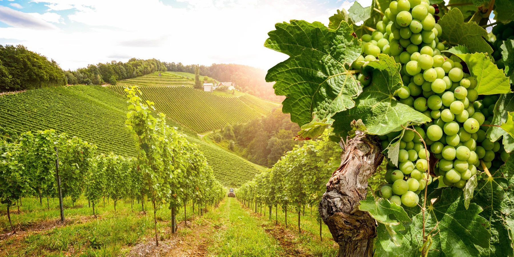 produzione Prosecco