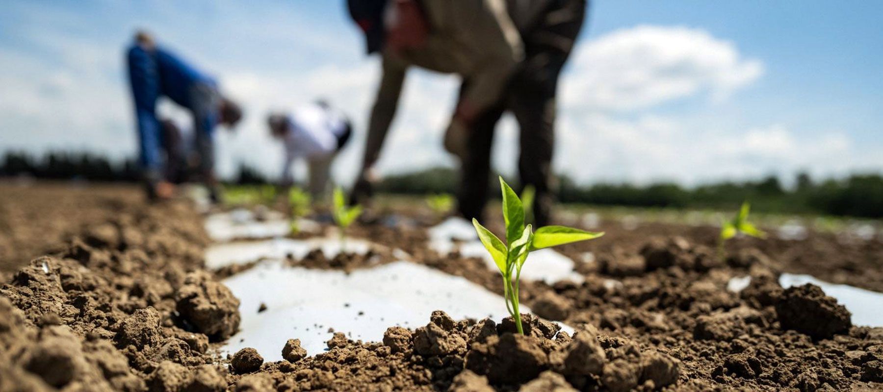 attività agricola