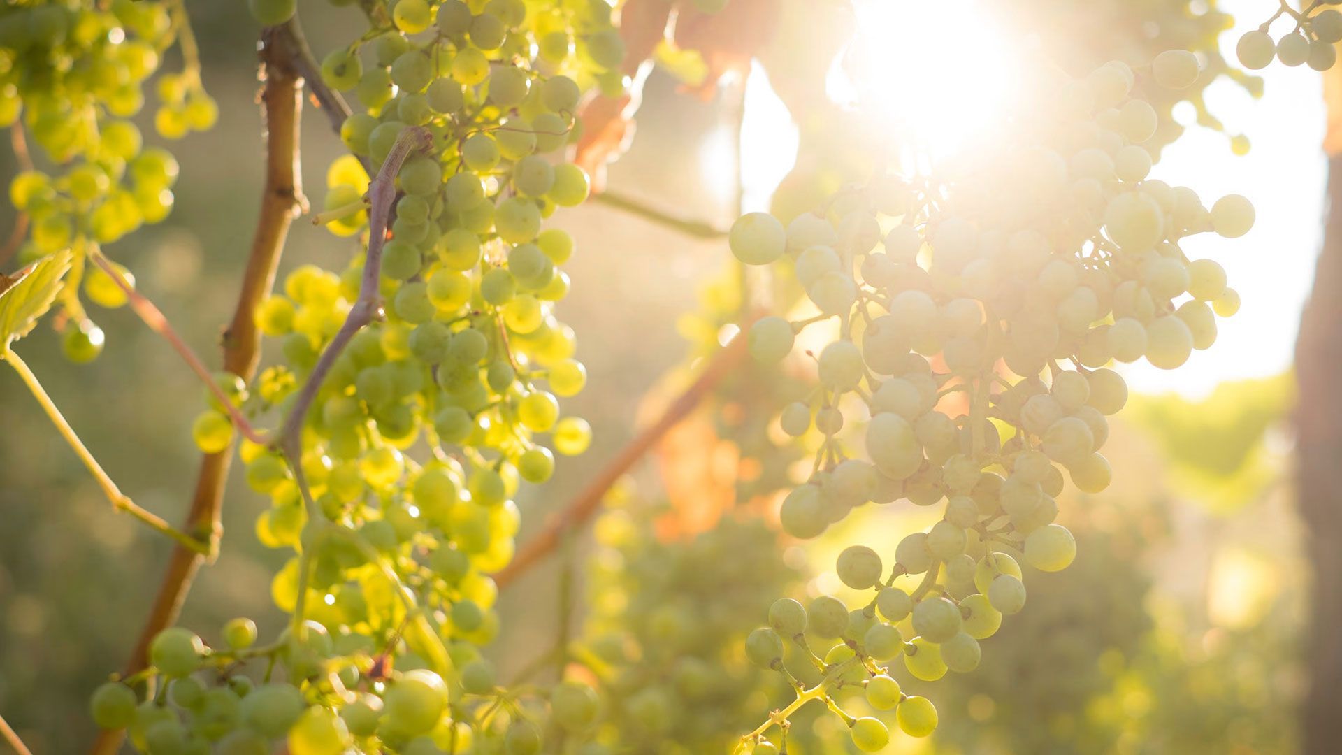 Contratti nella filiera del Prosecco