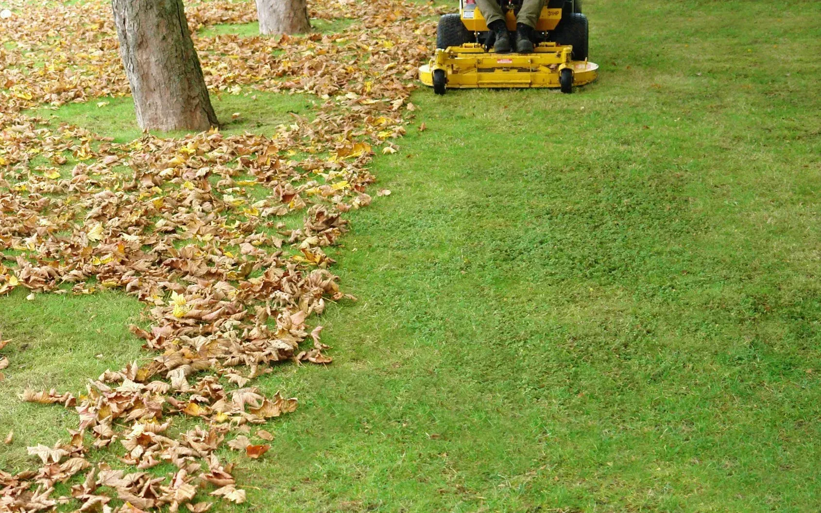 A yellow riding mower clearing a path through fallen leaves on a green grass lawn.
