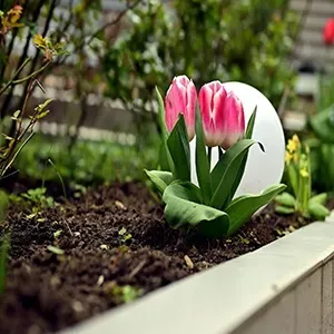 Two pink tulips growing in a garden bed next to a white round decorative garden light.