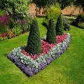 A manicured garden bed features three conical shrubs surrounded by layers of red, silver, and purple flowers on a lawn.