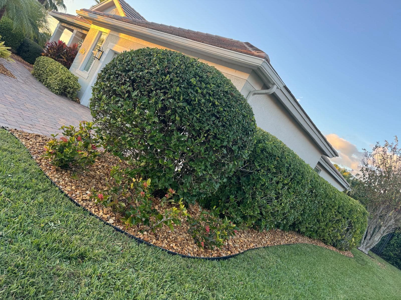 A manicured round bush and a low hedge border a house exterior with tan walls and mulch beds under a bright blue sky.