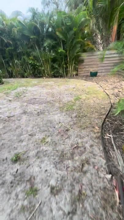 A sandy backyard area with sparse grass, bordered by a wooden fence and a line of palm trees.