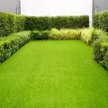 A rectangular patch of bright green grass surrounded by a lush, manicured hedge against a white wall.