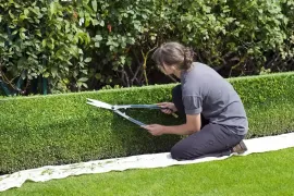 A gardener in a gray shirt kneeling on a white cloth, using hedge shears to trim a manicured green hedge.