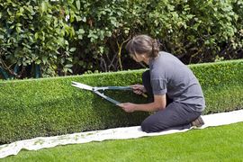 A gardener in a gray shirt kneeling on a white cloth, using hedge shears to trim a manicured green hedge.