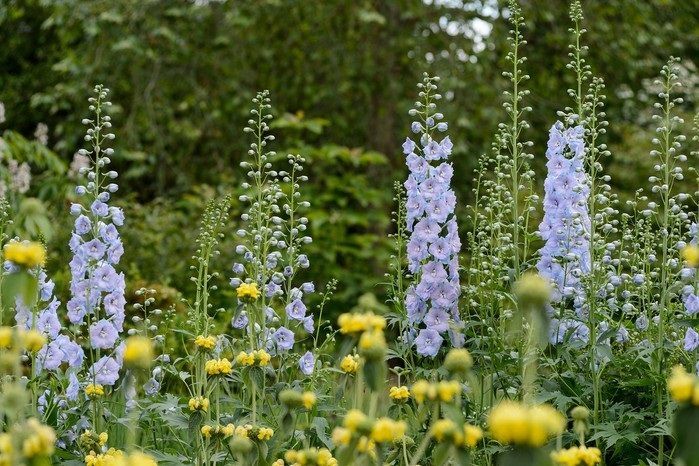 GG-Delphinium- credit Jason Ingram