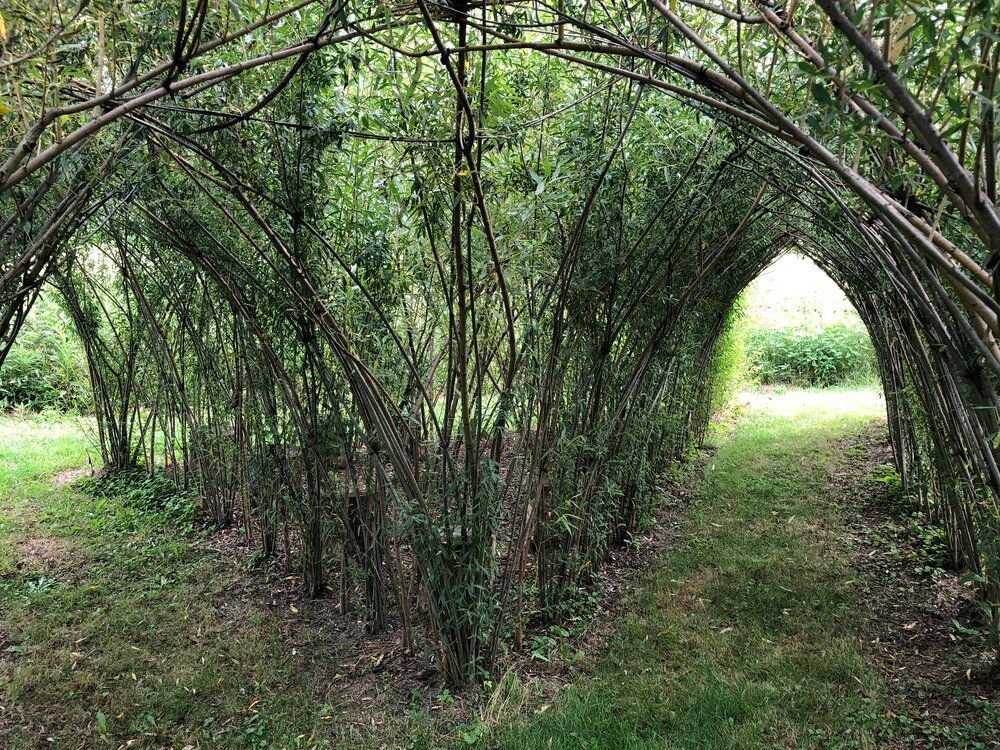 Tunnel made of arched green trees forming a pathway in a grassy field.