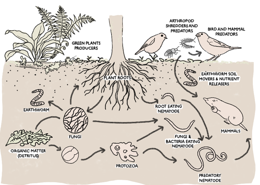Diagram of a soil food web; plants, animals, fungi and microorganisms interacting to move nutrients.