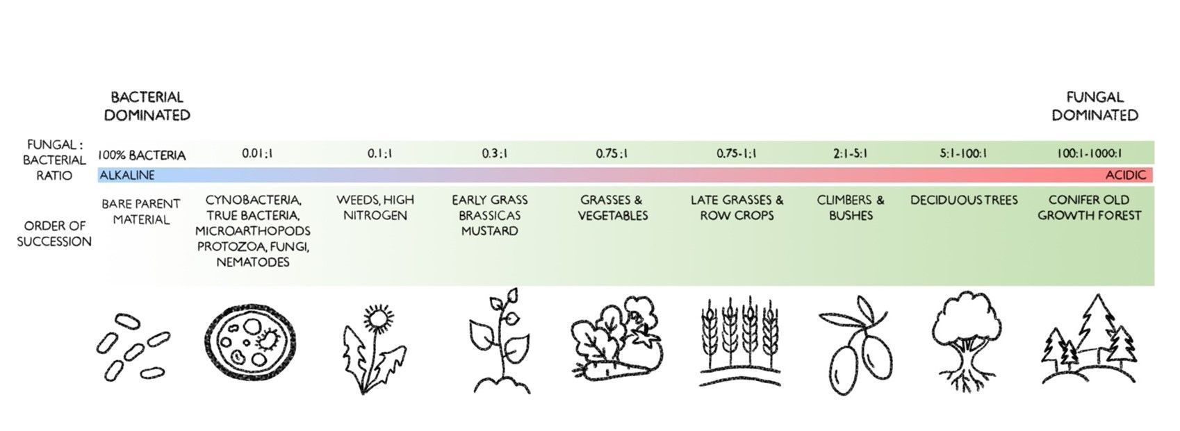 Diagram of ecological succession stages, from early to climax communities; colors range from blue to red.