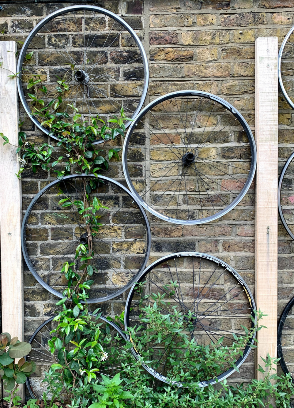 Bicycle wheels mounted on a brick wall, some with greenery growing through them.