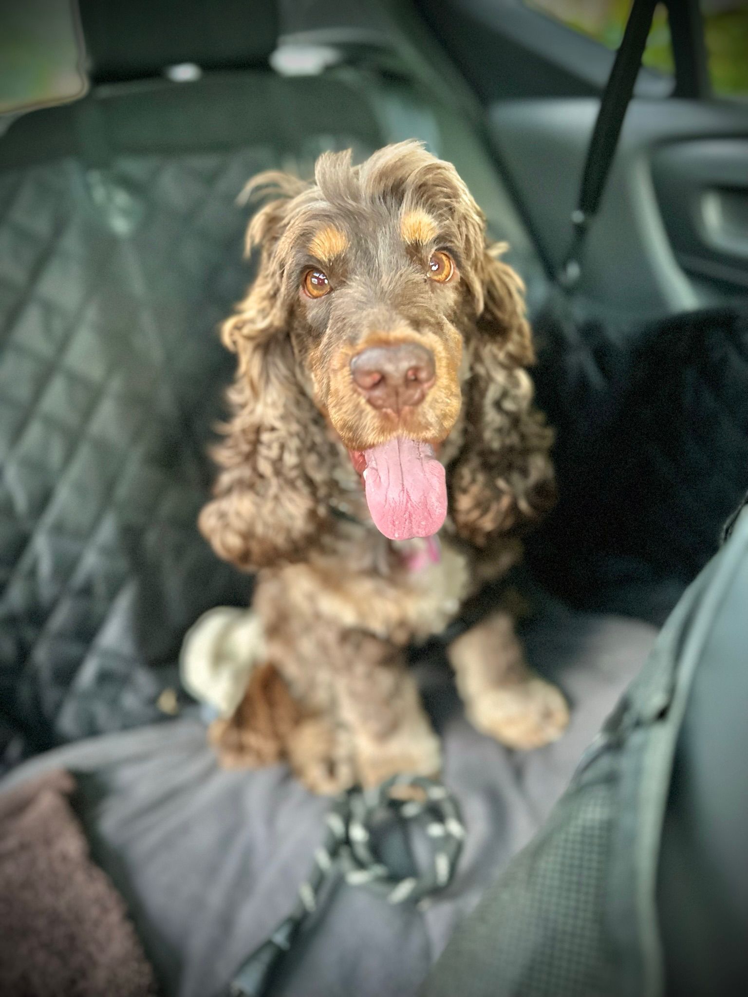Brown Cocker Spaniel in a car, tongue out.