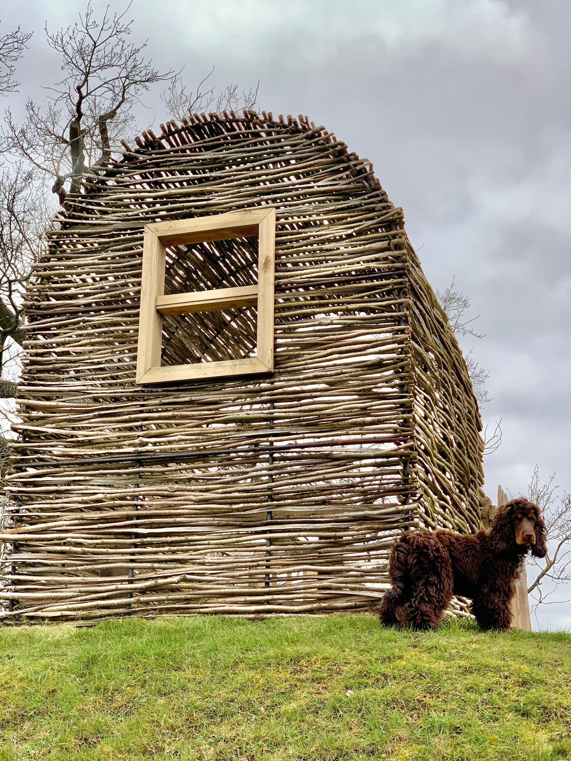 Brown dog next to a unique, woven wooden structure with a window, on a grassy hill. Cloudy sky background.