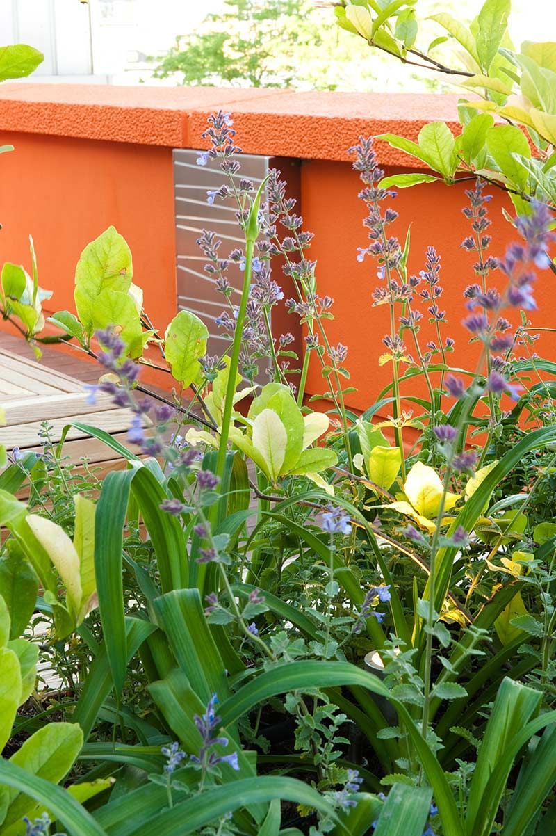Flowers with purple blooms in front of a rusty orange wall.