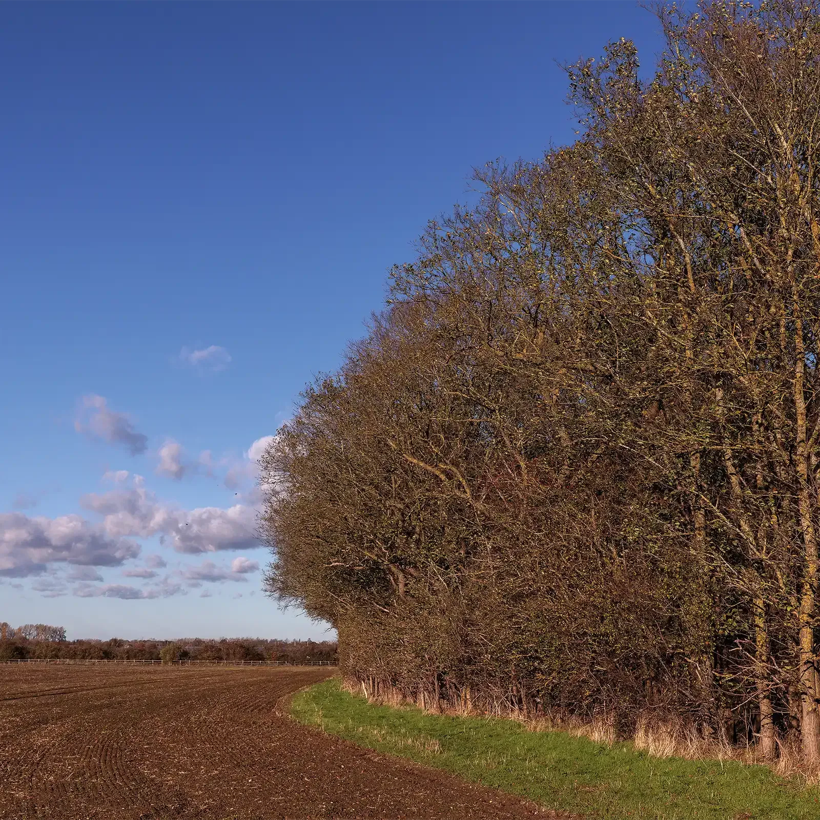 Curved dirt path beside leafless trees under a blue sky with clouds in a rural field