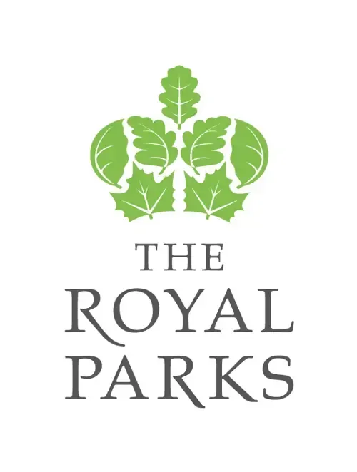 Green crown of leaves above