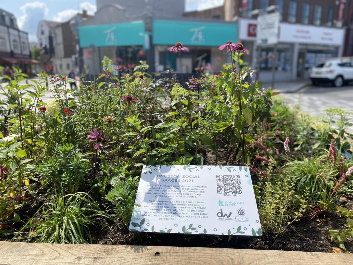 Flower bed with sign in front of shops. Purple flowers and green foliage in an urban setting.