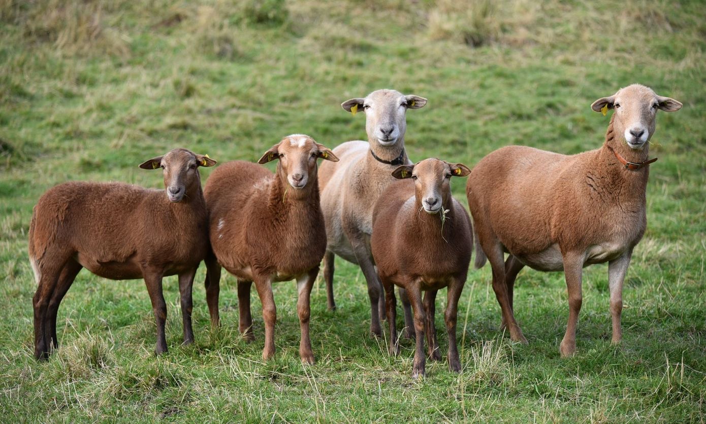 Kleine Gruppe Brauner Haarschafe