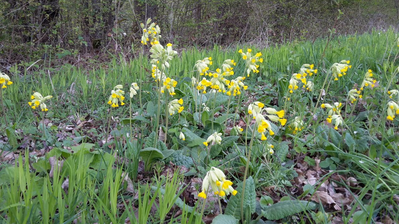 Schlüsselblumen