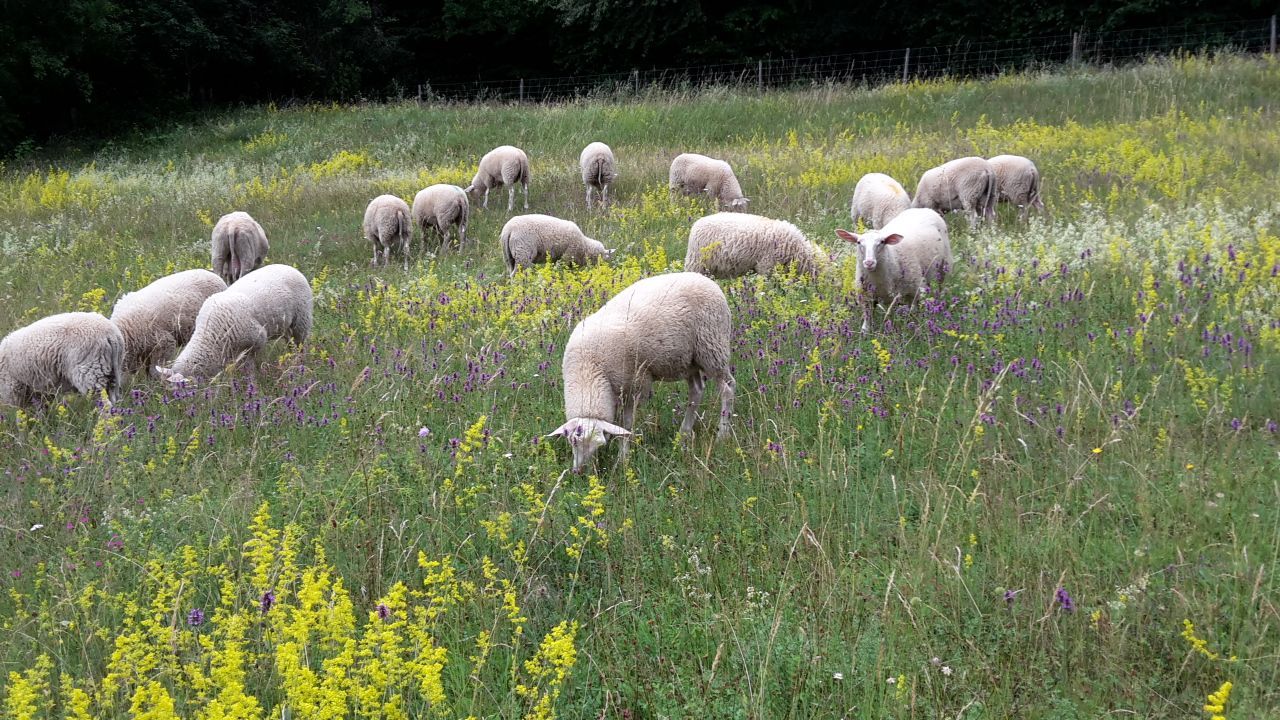 Milchschaflämmer auf kräuterreicher Bergweide