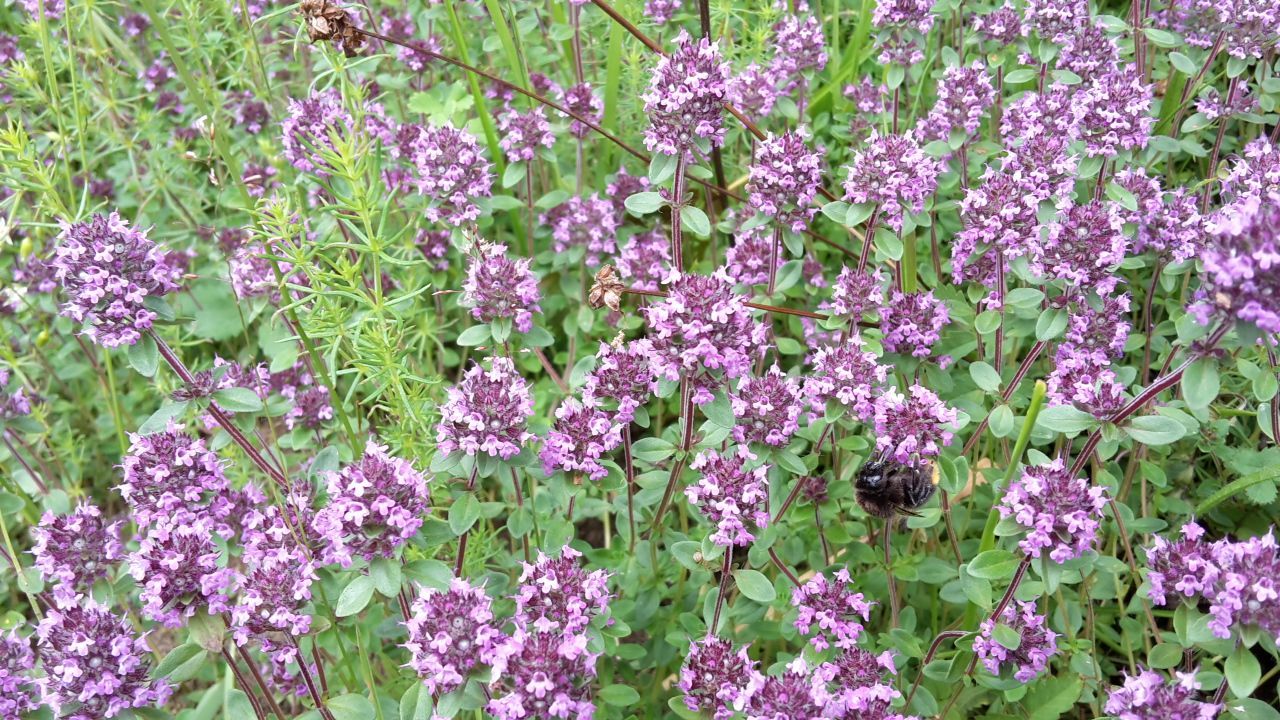 wilder Thymian