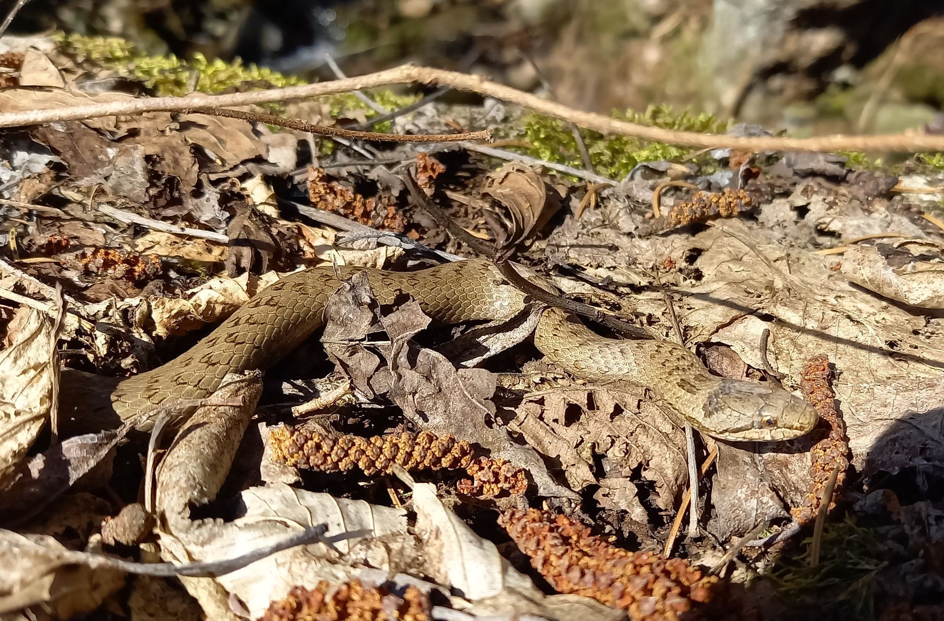 Schlingnatter beim Sonnenbad