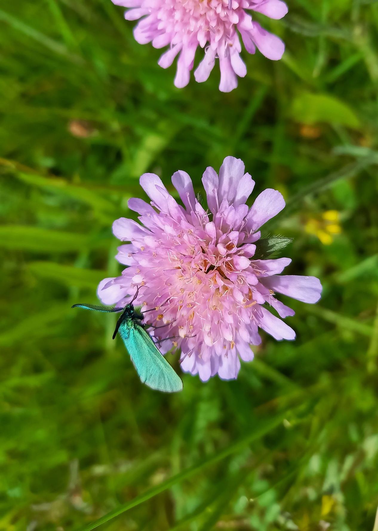 Wiesen-Witwenblume