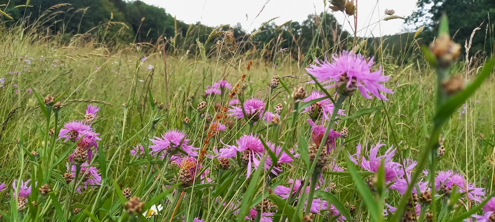 Wiesenflockenblume