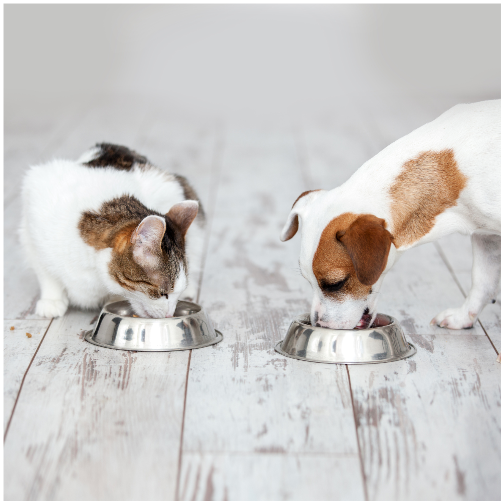 A cat and a dog are eating from bowls on a wooden floor.