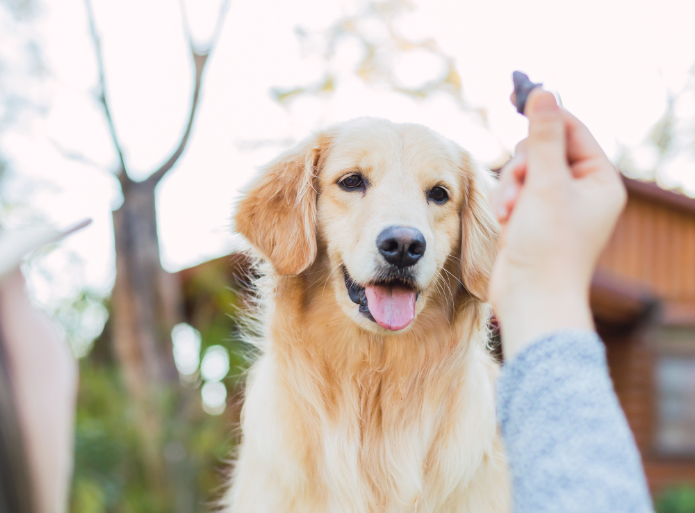 A person is feeding a dog a treat.