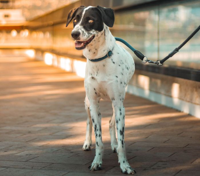 A black and white dalmatian dog on a leash