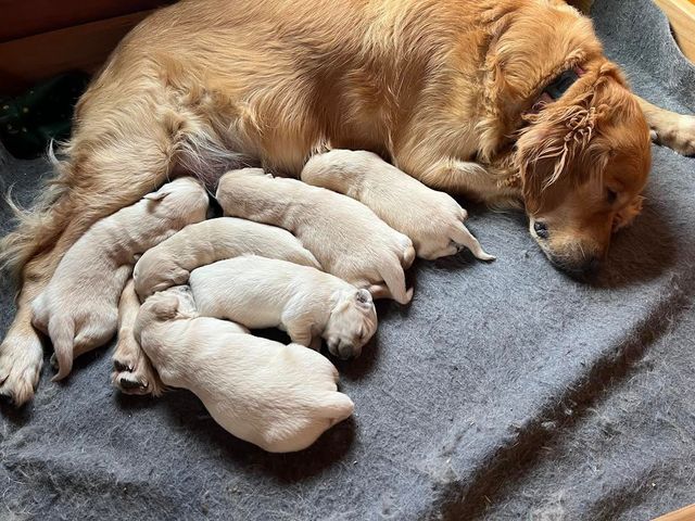 A dog is laying on a blanket next to a bunch of puppies.