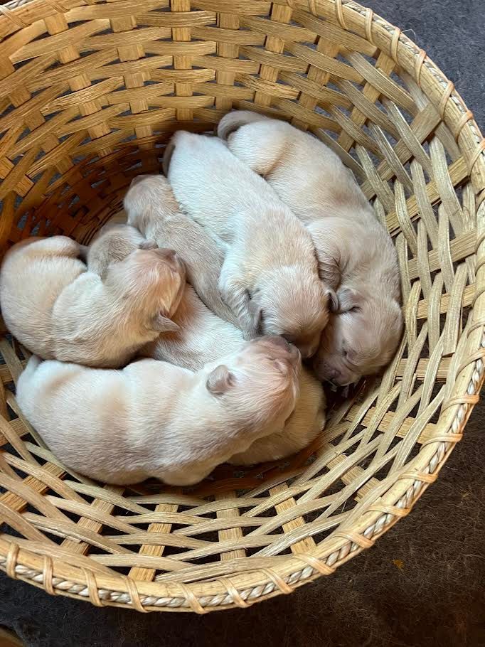 A bunch of puppies are sleeping in a basket.
