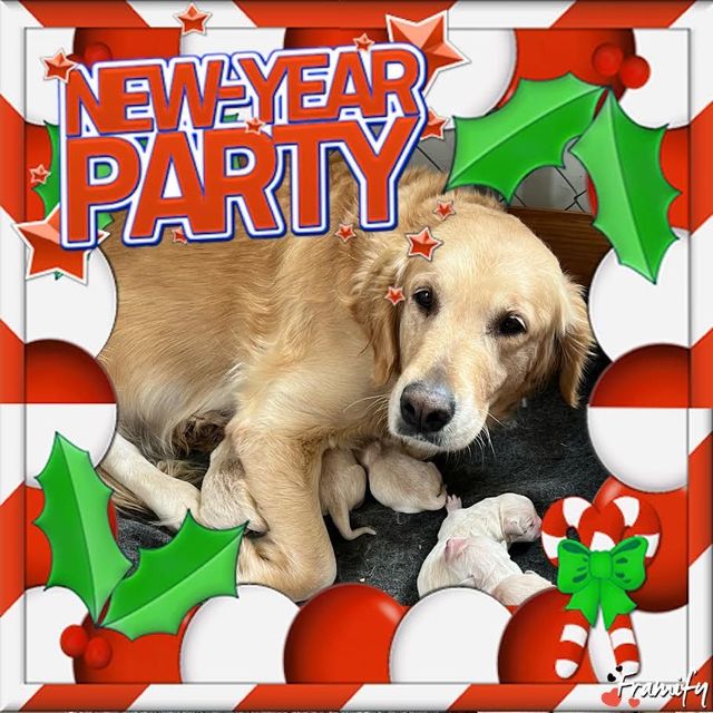 A picture of a dog and puppies with the words new year party above it