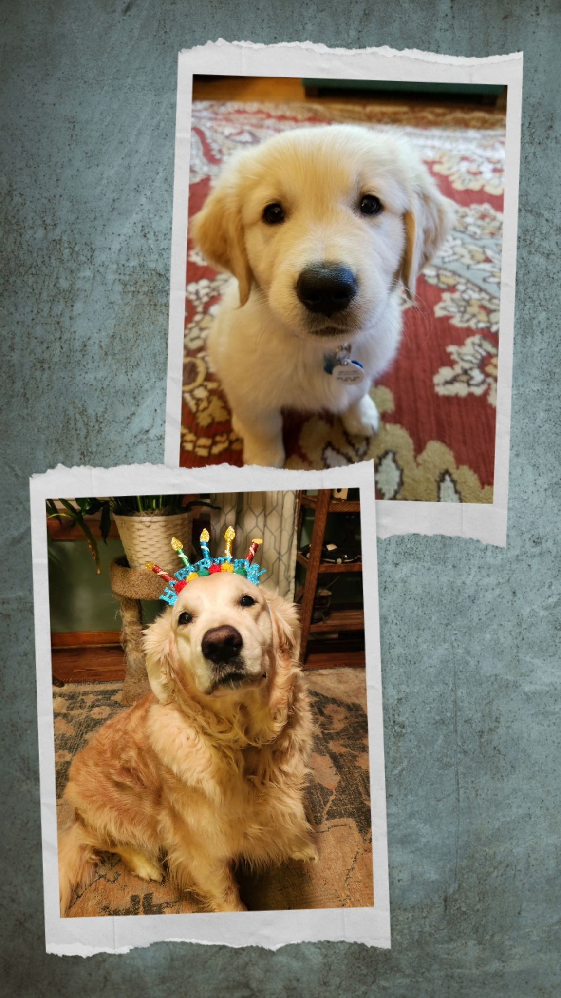 Two small dog photos: a white puppy above and a golden dog below, both on patterned backgrounds.