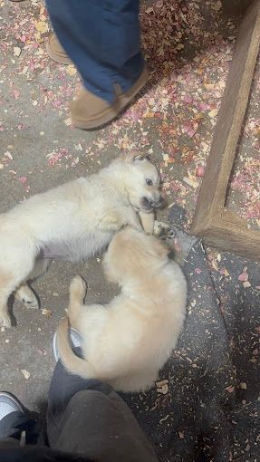 Two fluffy white puppies sniffing the ground near a person’s feet on a petal-strewn path.