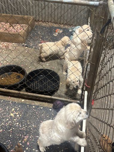 Two small white dogs behind a wire fence in a kennel, with bowls and scattered debris on the floor.