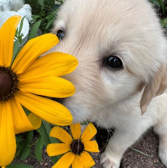A white puppy is sniffing a yellow flower