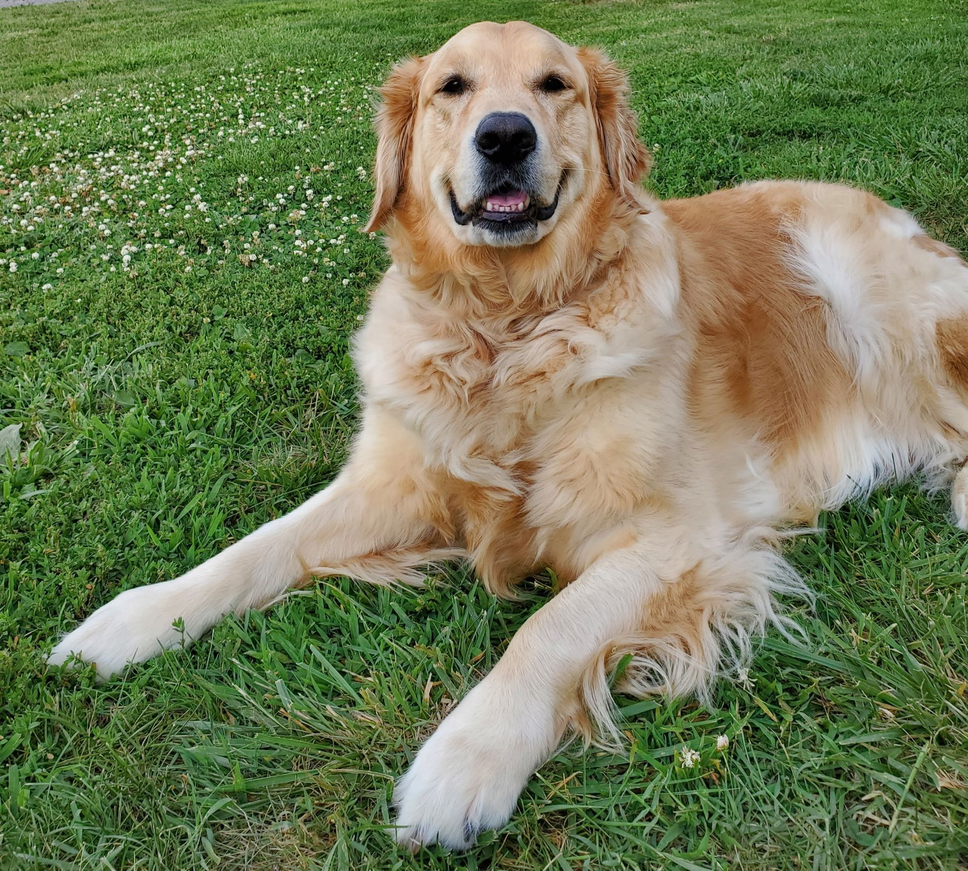 Golden retriever lying on green grass, looking at the camera with mouth open.