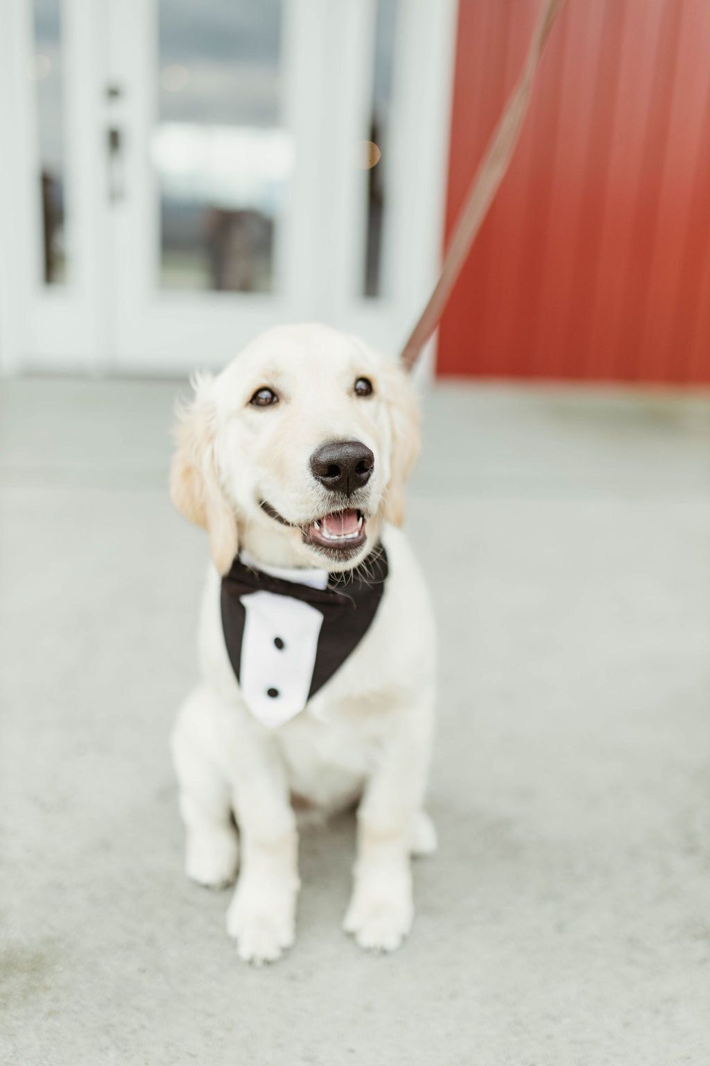White puppy in a tuxedo bandana standing on a leash indoors, with a red wall behind it