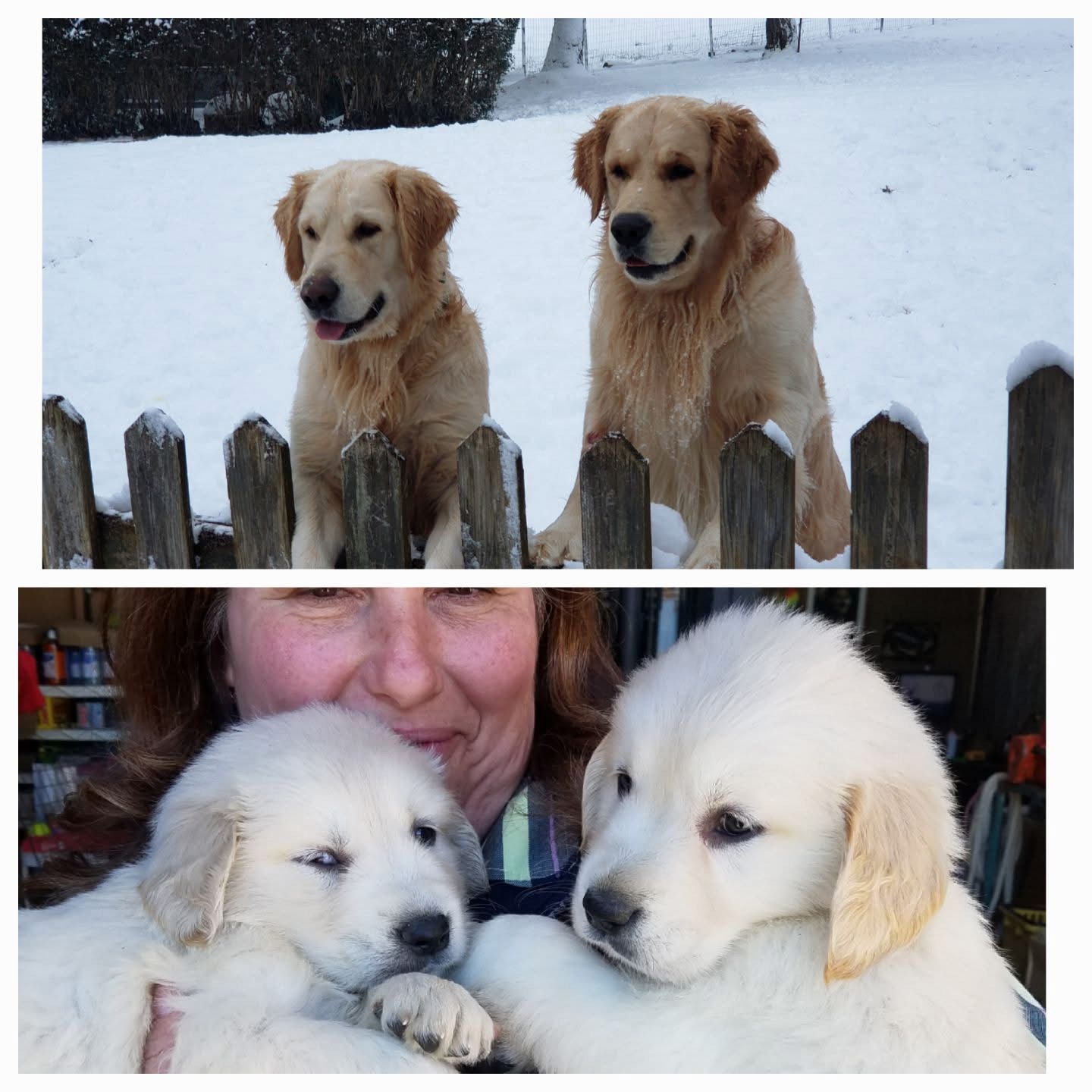Two golden retrievers in snow above, two fluffy white puppies held by a person below