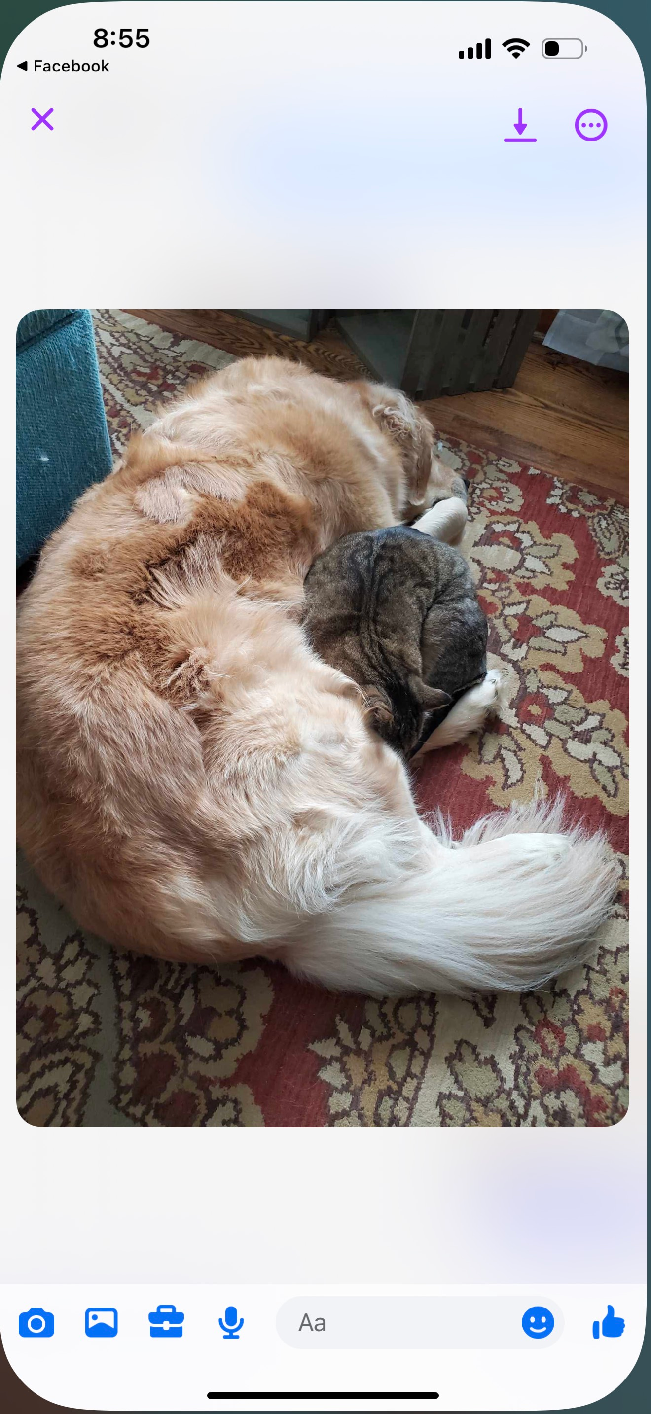 Curled-up orange-and-white dog sleeping on a patterned rug indoors