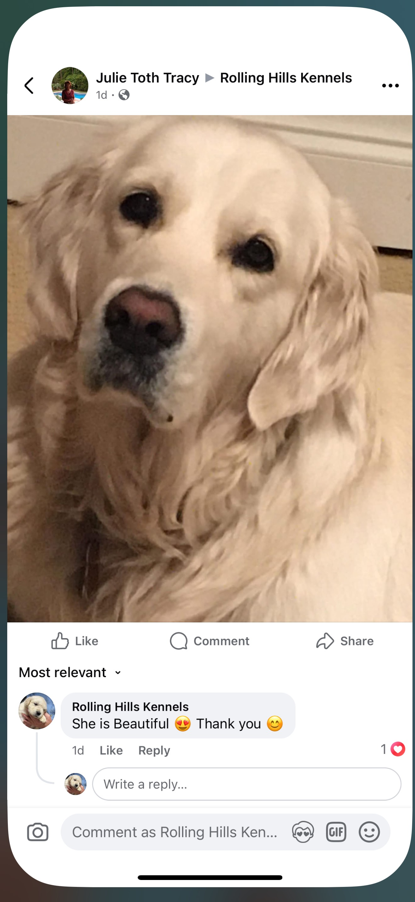 Cream-colored dog portrait in a social media post, looking at the camera.