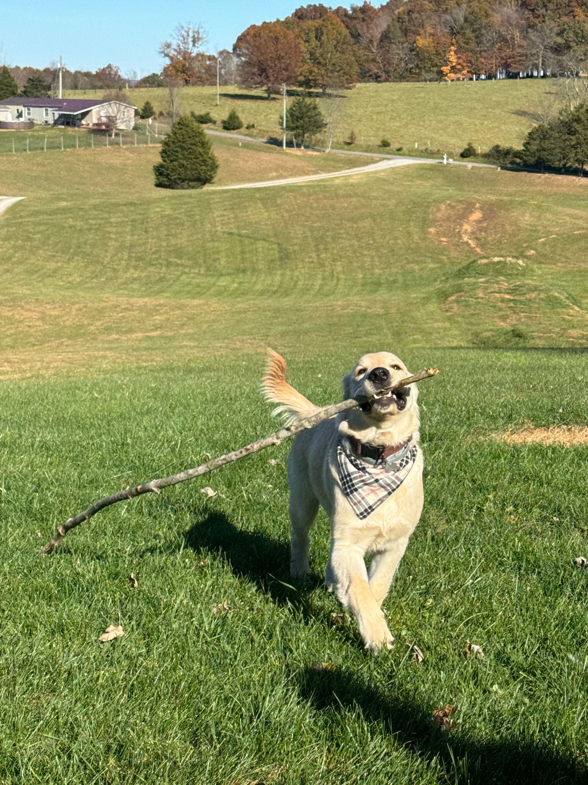 Pug standing on green grass in a sunny park, wearing a bandana and leash with a stick nearby.