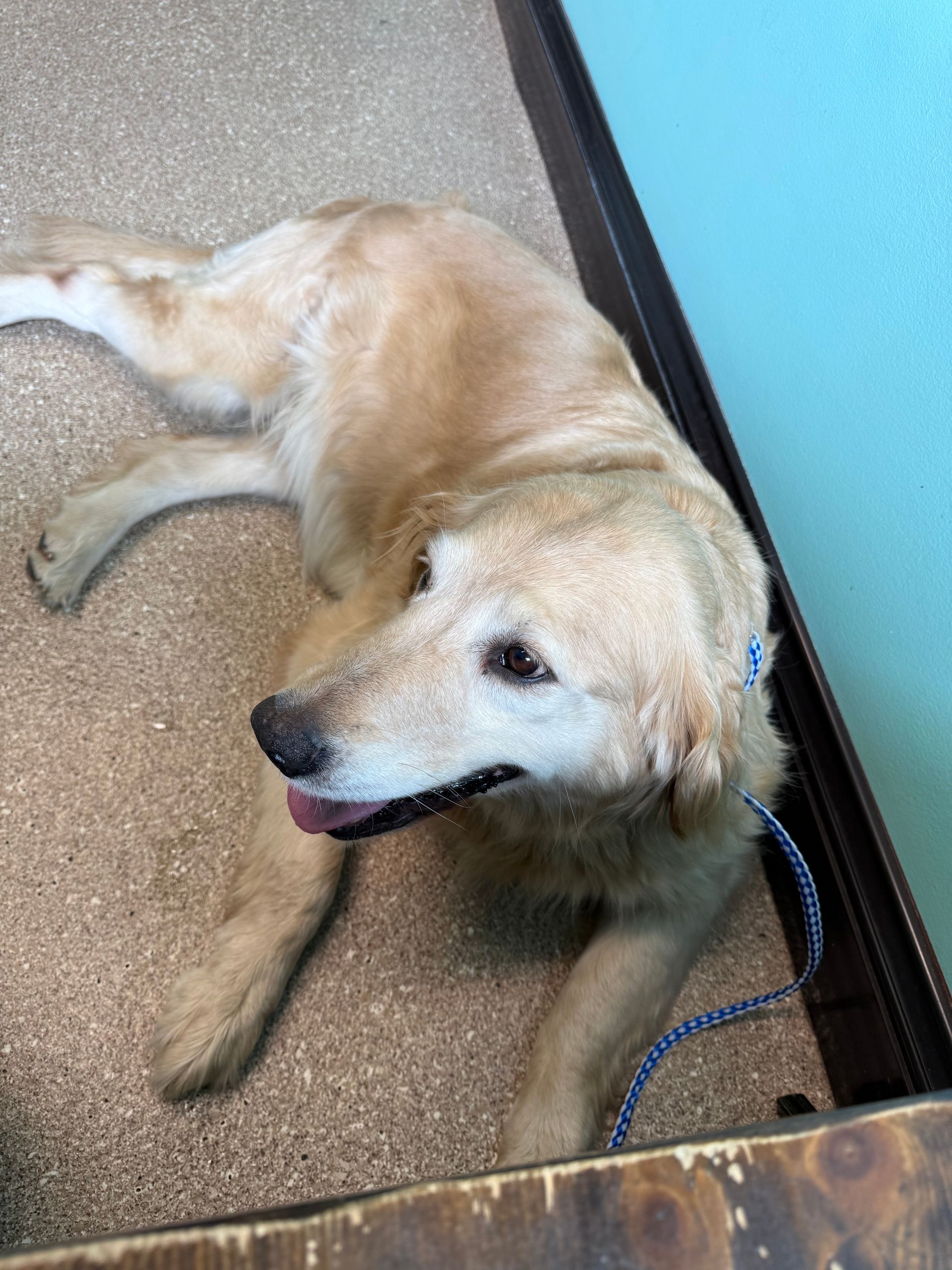Golden retriever lying on a floor, looking up with a blue leash beside it.