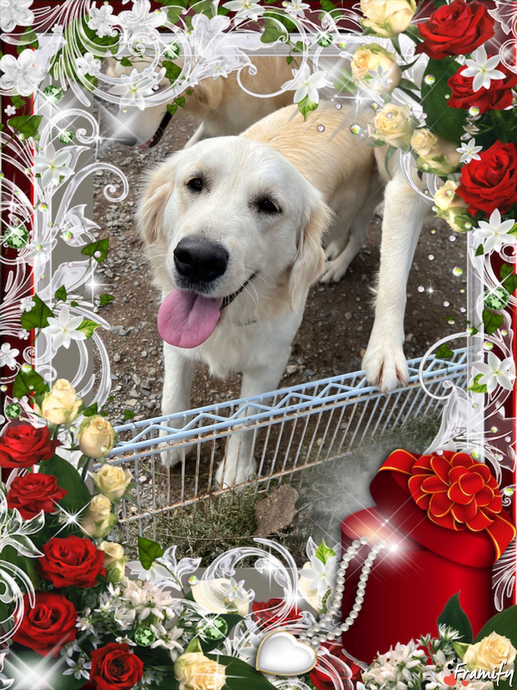 White dog with tongue out behind a wire fence, framed by red and white flowers with decorative swirls.