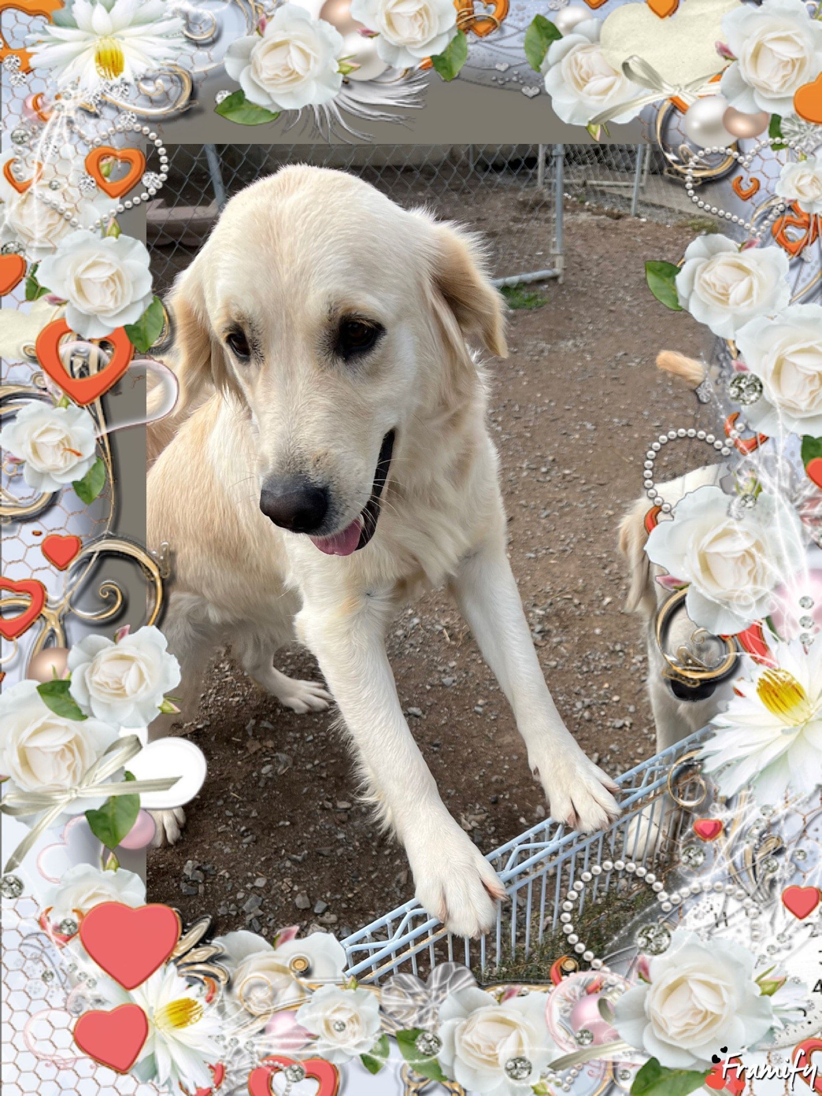 Cream-colored dog standing by a fence, framed by white flowers and red hearts