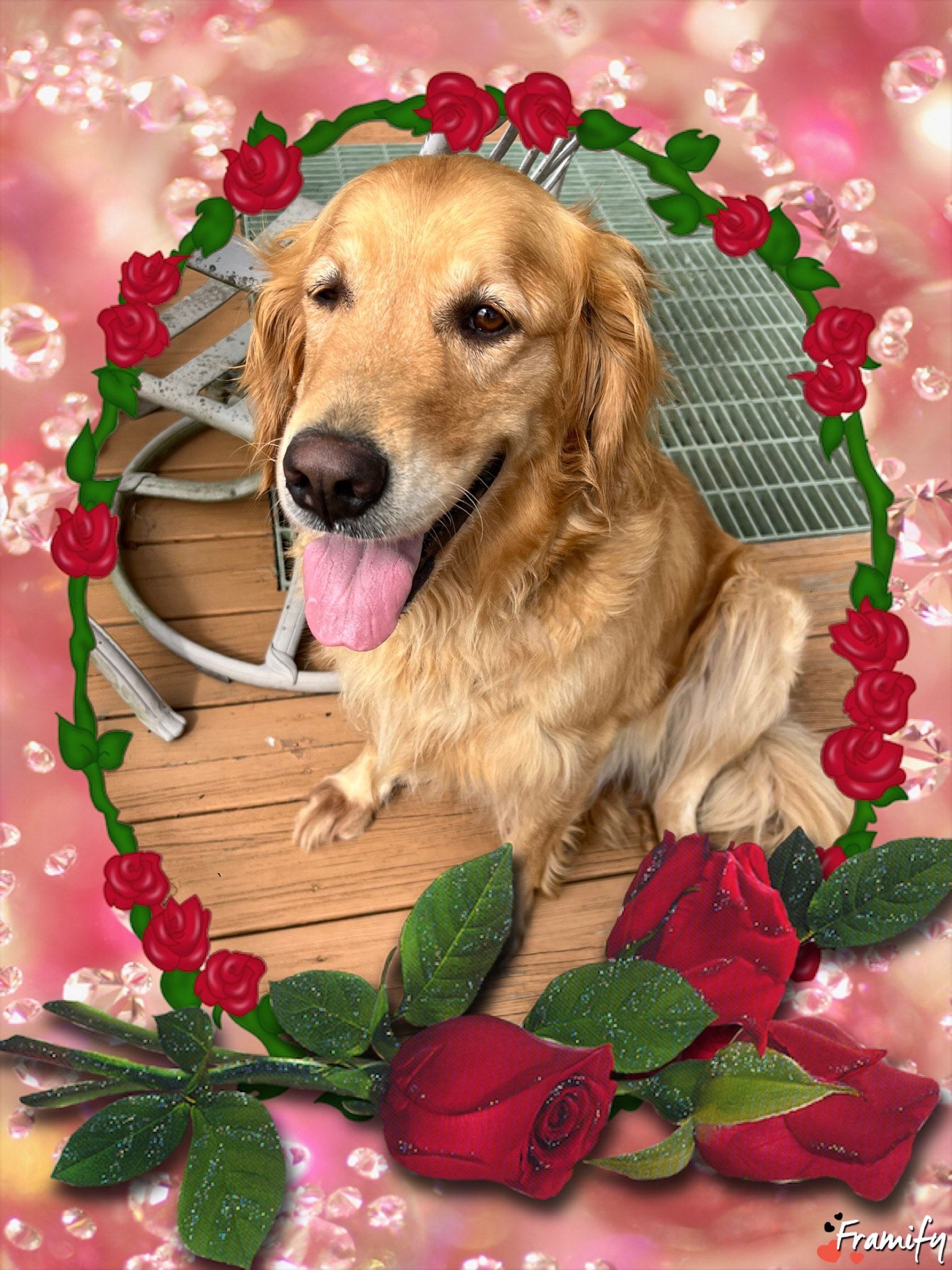 Golden retriever with tongue out on a wooden deck, framed by red roses and pink flowers.