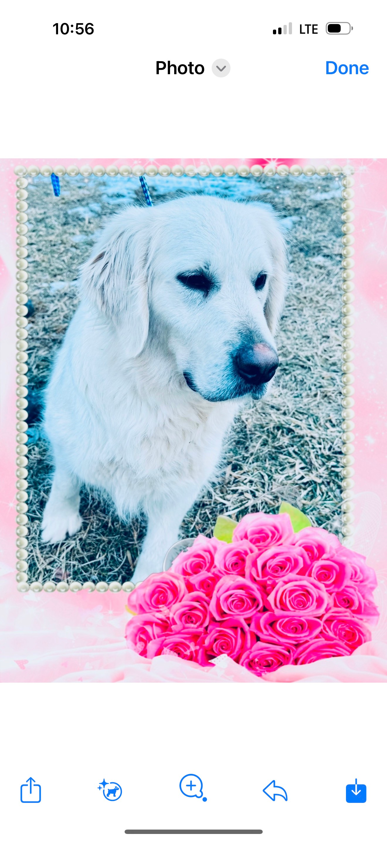 White dog in a pink-framed photo with pink roses at the bottom.